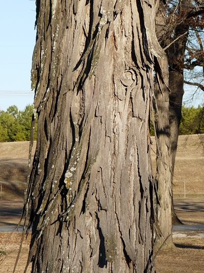 {Carya carolinae-septentrionalis}